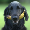 Can I Give Bananas to my dog?