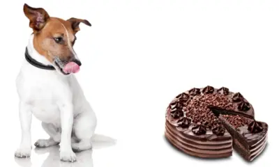 Dog Chocolate Poisoning – Chocolate is Bad For Your Dog