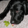 Grapes and Raisin Poisoning in Dogs