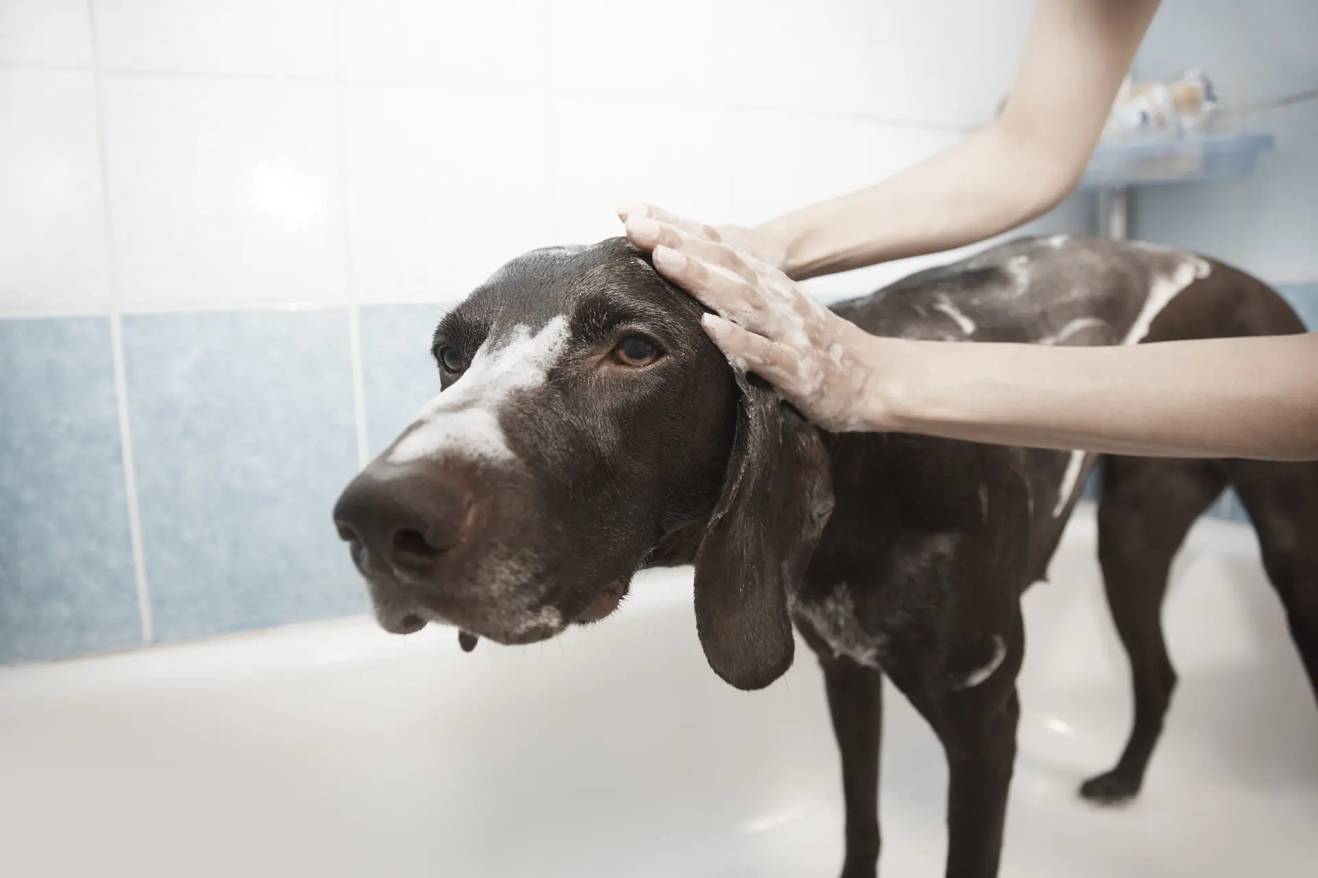 10 Dog Care Routine to Keep Your Dog Healthy All Year Round
