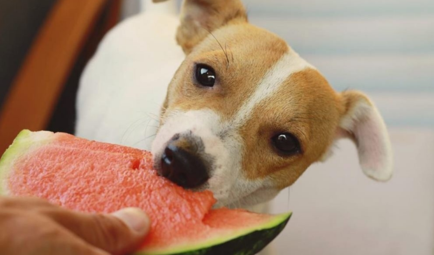 20 people foods that are safe and healthy for your dog