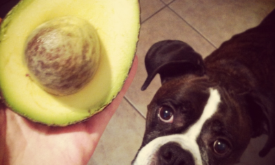 21 People Foods That Are Toxic For Your Dog
