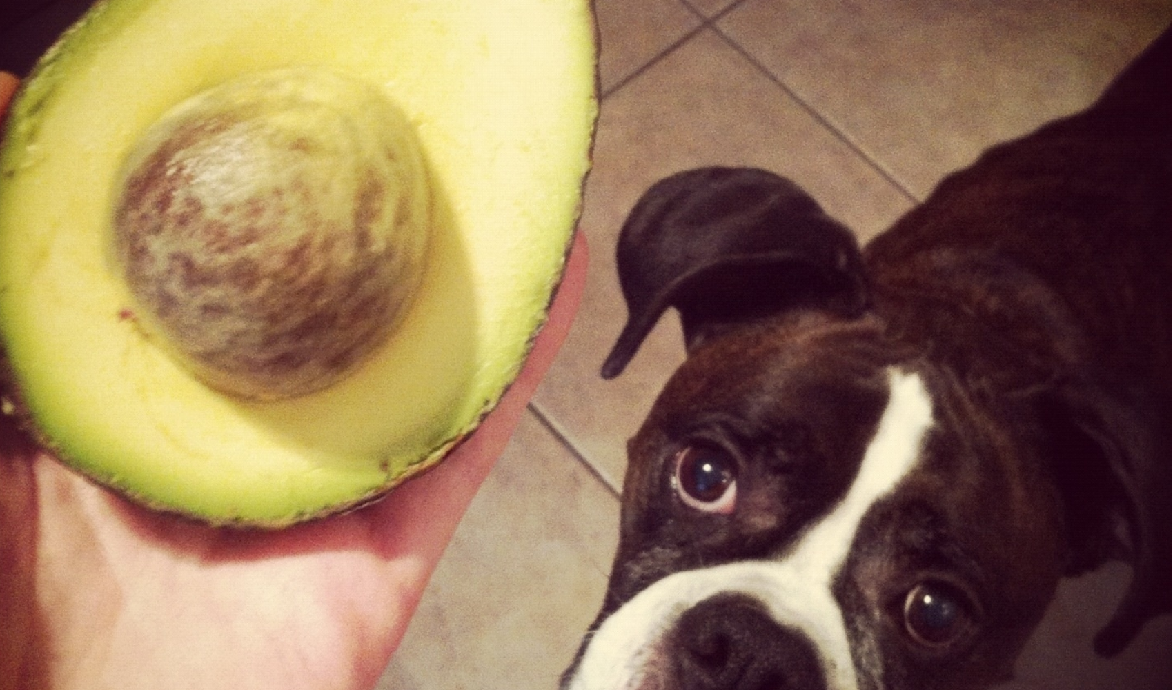 21 People Foods That Are Toxic For Your Dog