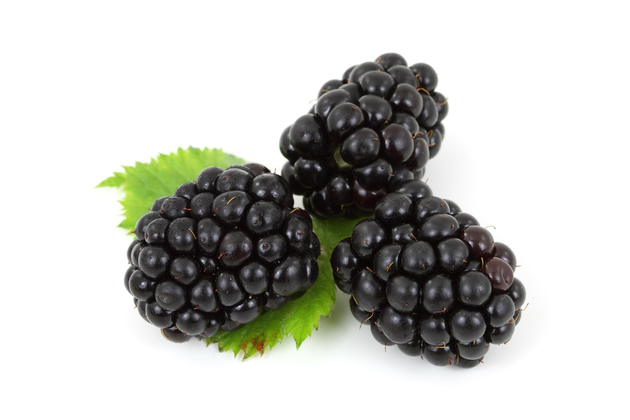 Blackberries Are Safe and Healthy For Your Dog