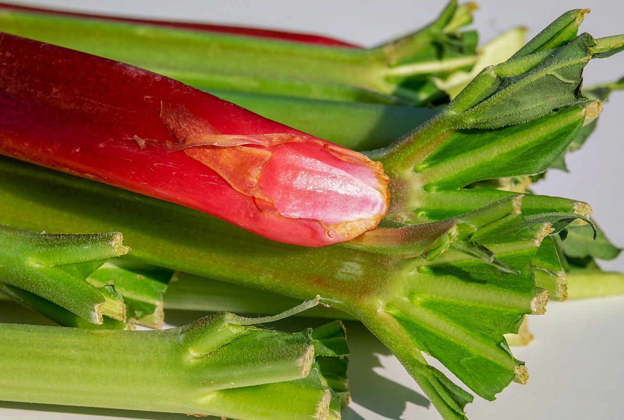 Rhubarb is Toxic to Your Dog