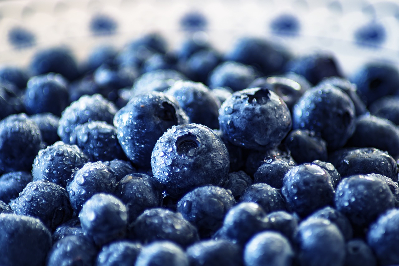 blueberries Are Safe and Healthy For Your Dog