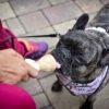 Can Dogs Eat Ice Cream - Is Ice Cream Safe For Dogs