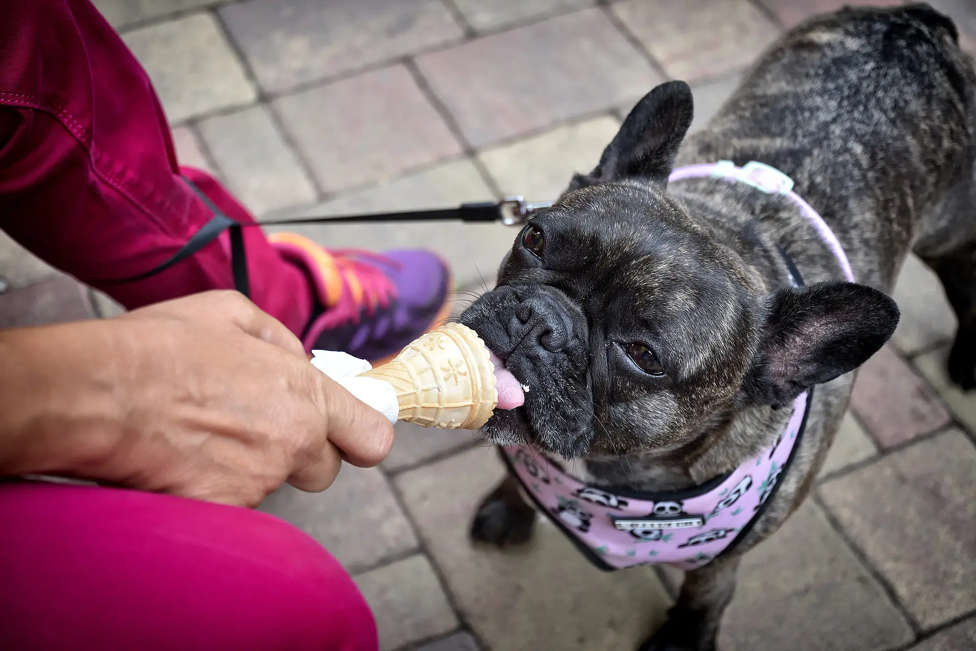 Can Dogs Eat Ice Cream - Is Ice Cream Safe For Dogs
