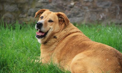 Obesity in Dogs | How to Manage Your Dog's Weight