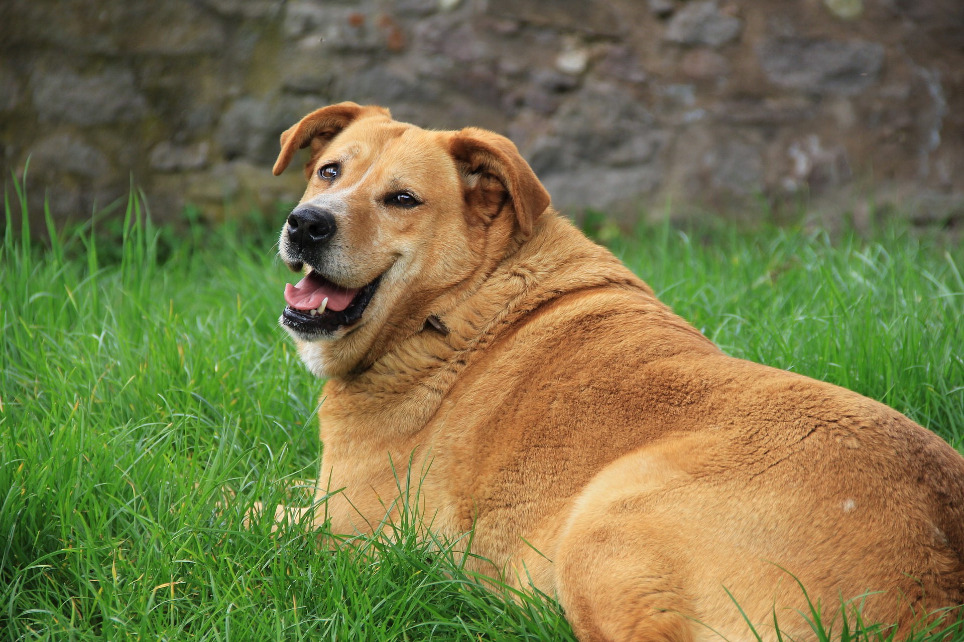 Obesity in Dogs | How to Manage Your Dog's Weight