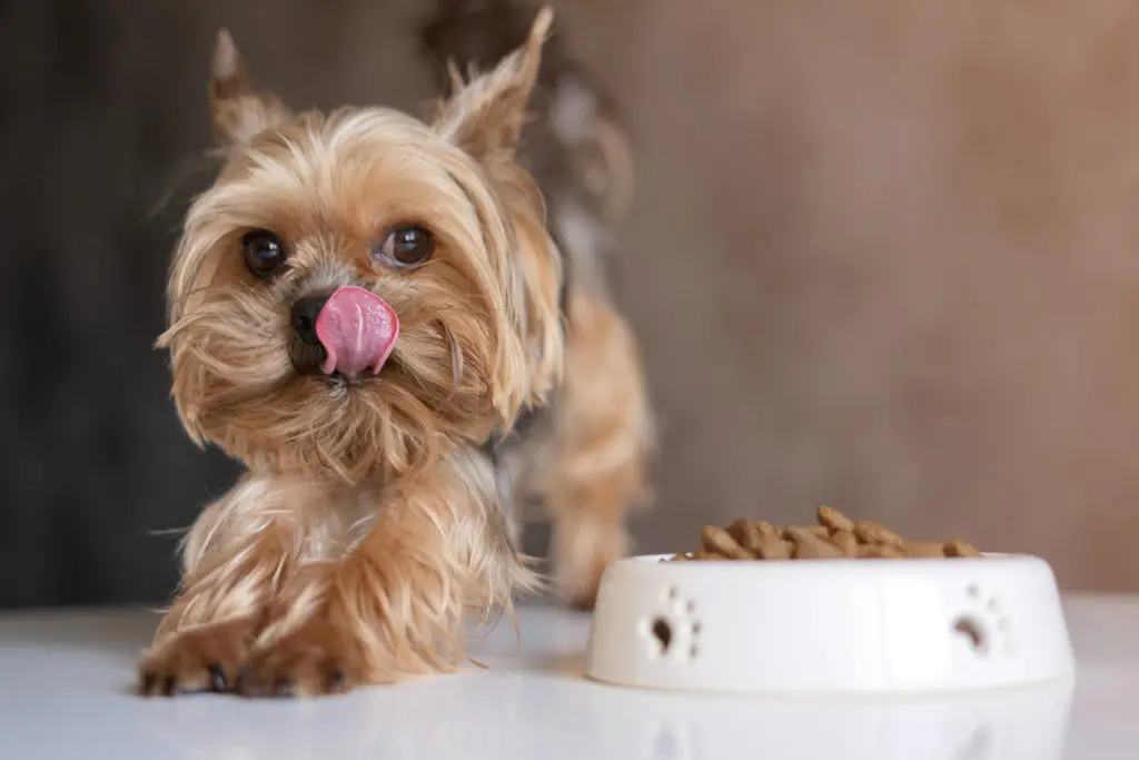 Best Dog Foods For Small Breed Dogs