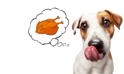 Chicken - The complete Protein Source For Your Dog