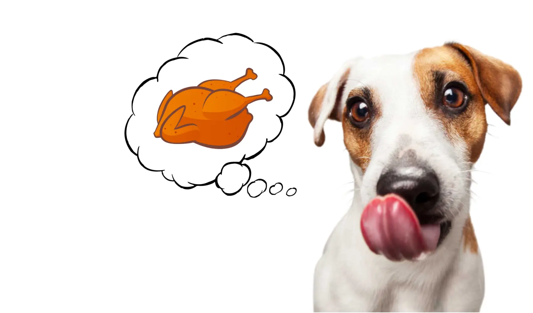 Chicken - The complete Protein Source For Your Dog