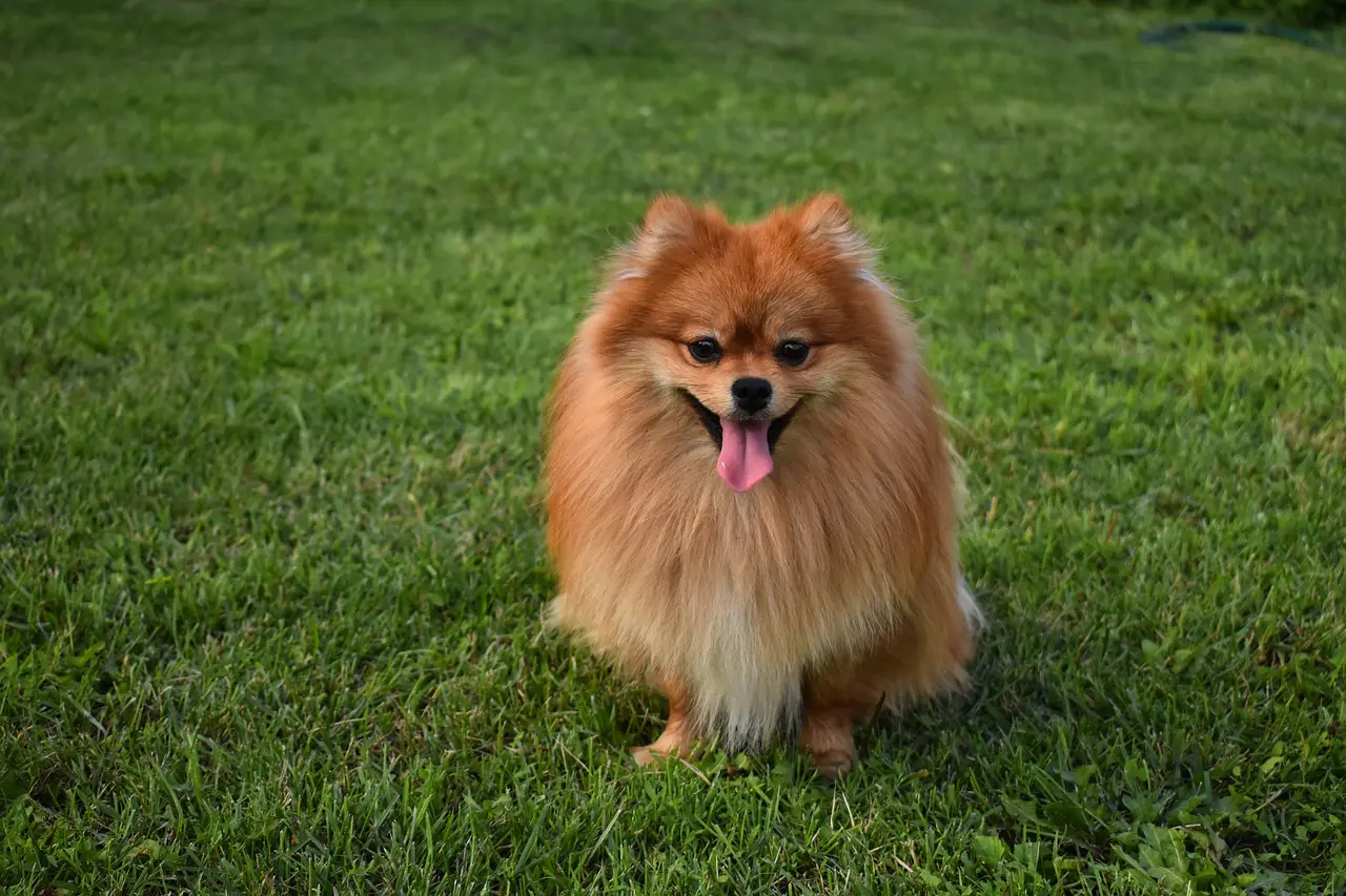 Small Breed Dog Nutrition