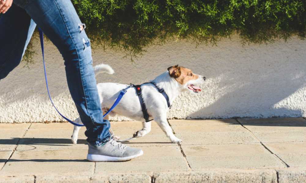 5 Tips For Choosing A Great Dog Walker