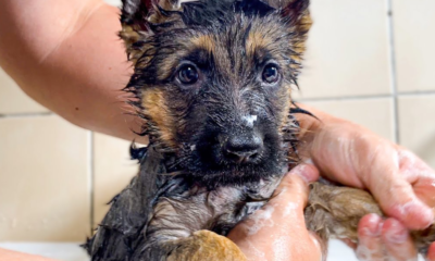 5 Tips for Bathing Your German Shepherd Puppy