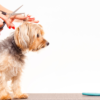 6 Mistakes You're Making When Grooming Your Dog