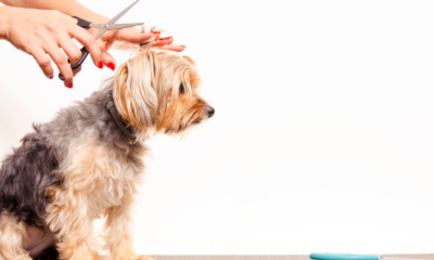 6 Mistakes You're Making When Grooming Your Dog