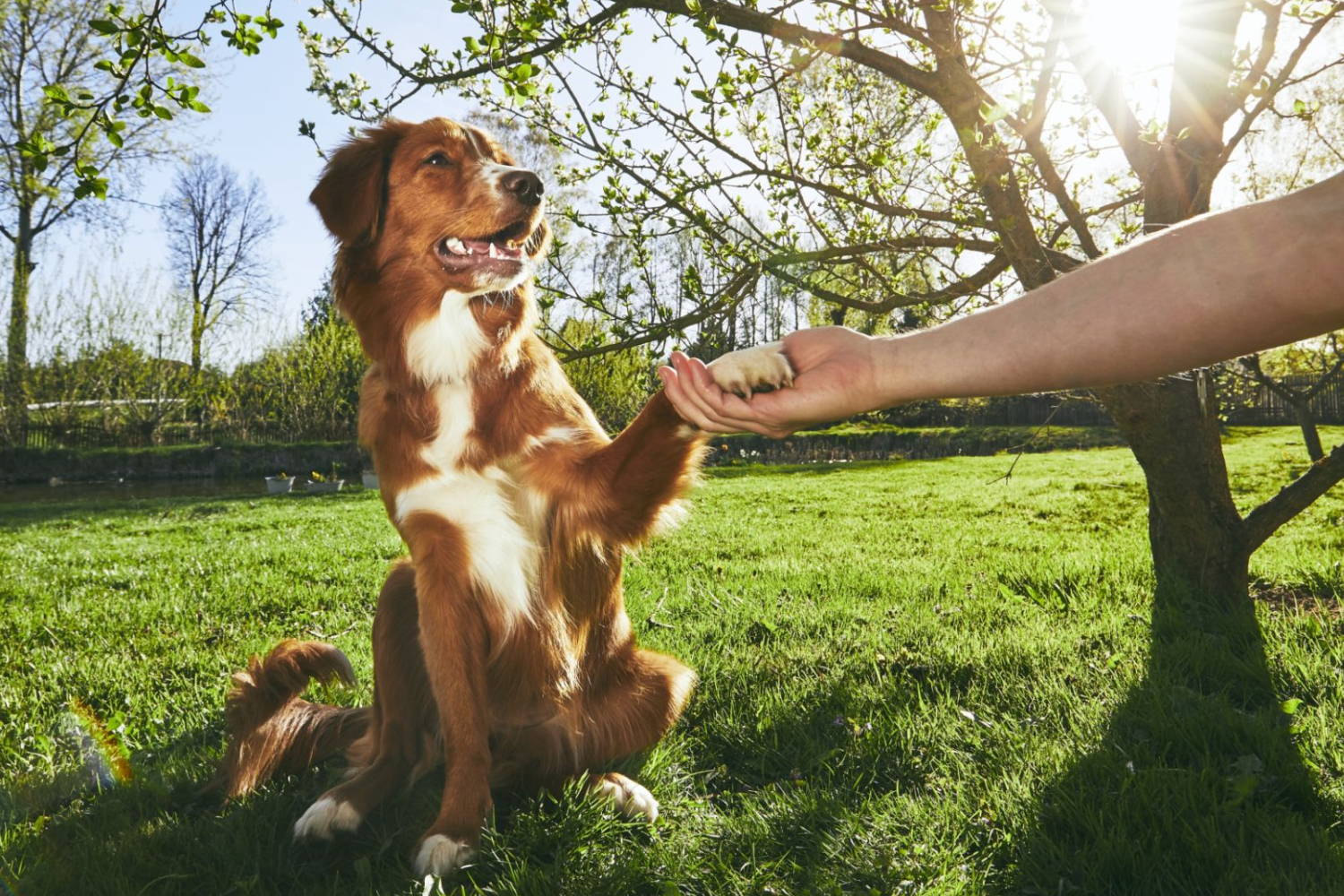 7 Tips For Training Your Adult Dog