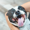 9 Tips to Help Calming an Over-Excited Dog