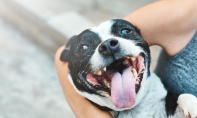 9 Tips to Help Calming an Over-Excited Dog