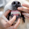Four Ways to Keep Your Dog’s Teeth Healthy and Strong