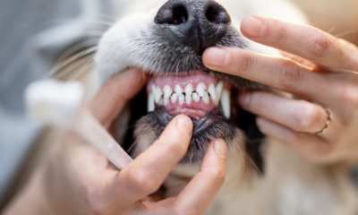 Four Ways to Keep Your Dog’s Teeth Healthy and Strong