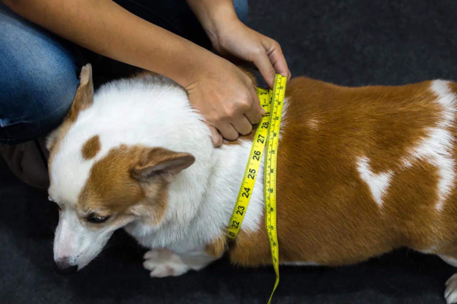 Is Your Overweight Dog Fat-Shaming You? 4 Reasons Why Your Dog Can't Lose Weight