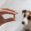 Should You Give Your Dog Additional Vitamins?