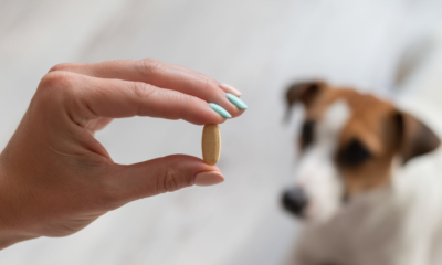 Should You Give Your Dog Additional Vitamins?