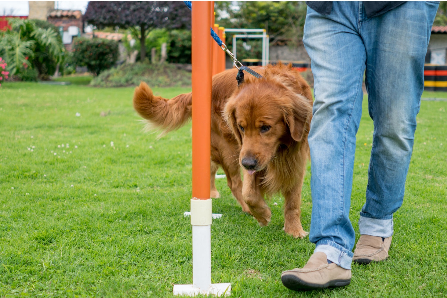 The 5 Qualities to Look for in a Dog Trainer