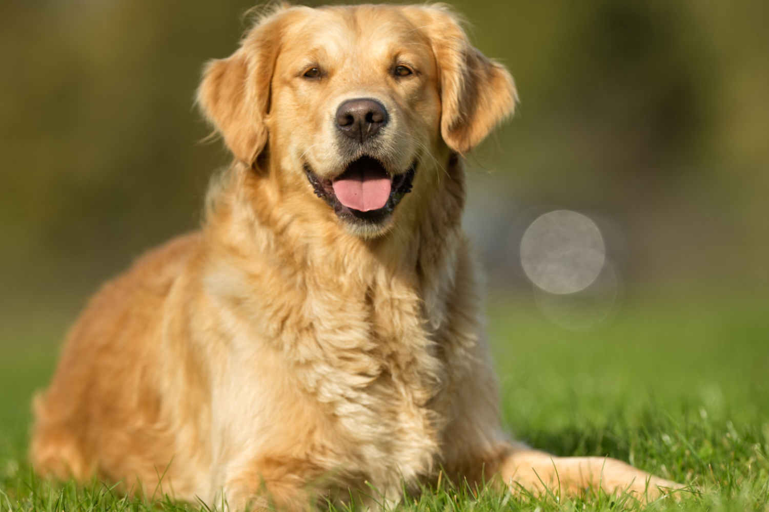 The 6 Essential Nutrients Your Dog Needs for a Healthy Coat and Skin