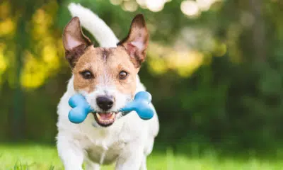 The 8 Most Important Reasons to Exercise Your Dog