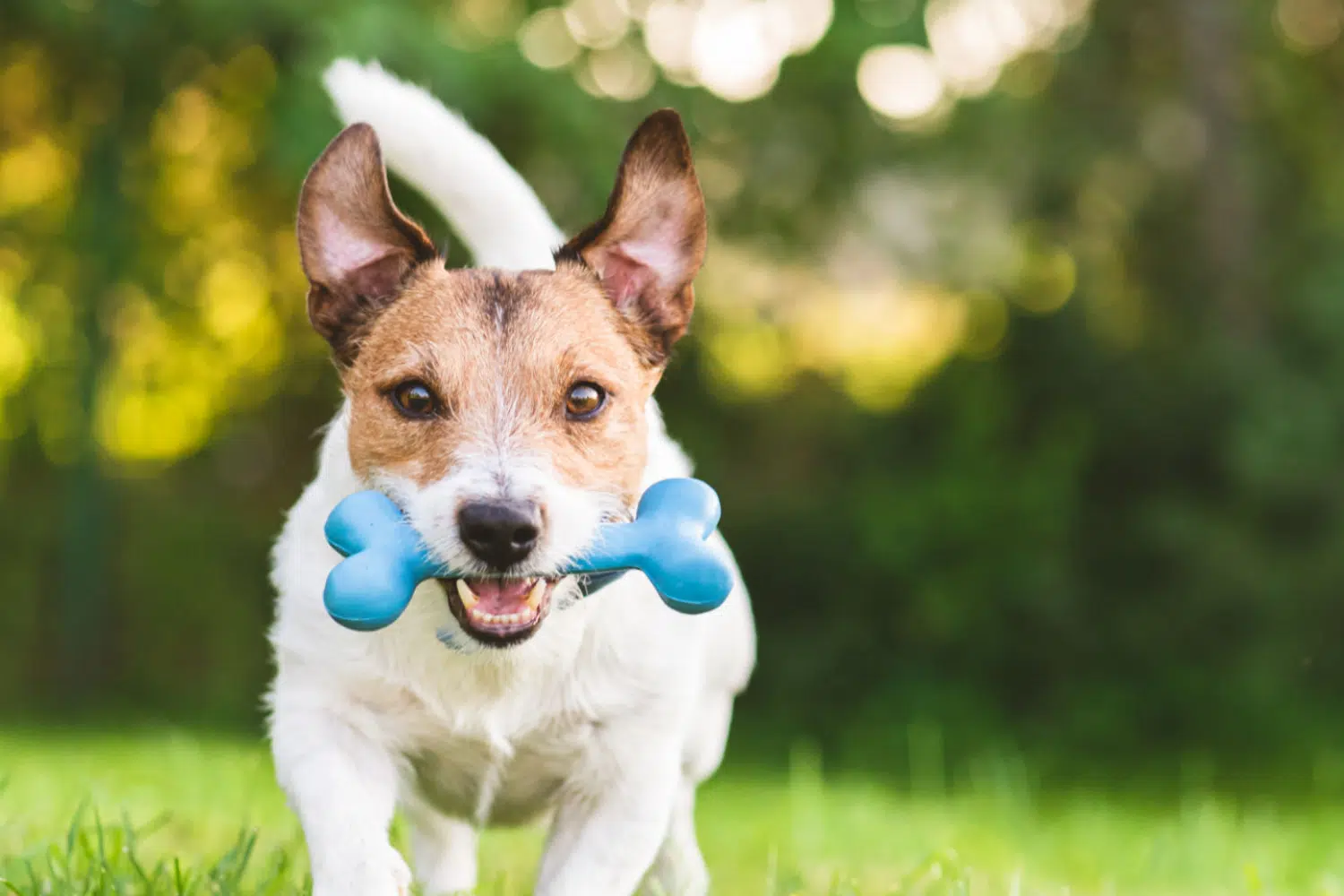 The 8 Most Important Reasons to Exercise Your Dog