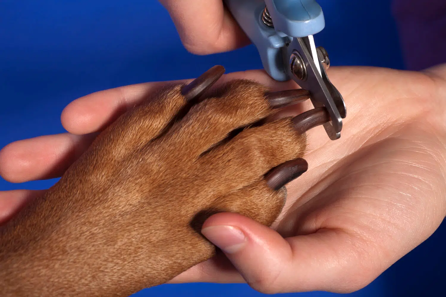 The Importance of Regularly Trimming Your Dog’s Nails