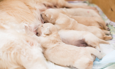 The Top 5 Nutritional Needs of Pregnant and Nursing Dogs