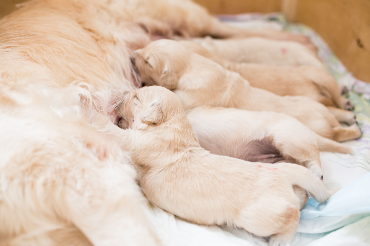 The Top 5 Nutritional Needs of Pregnant and Nursing Dogs