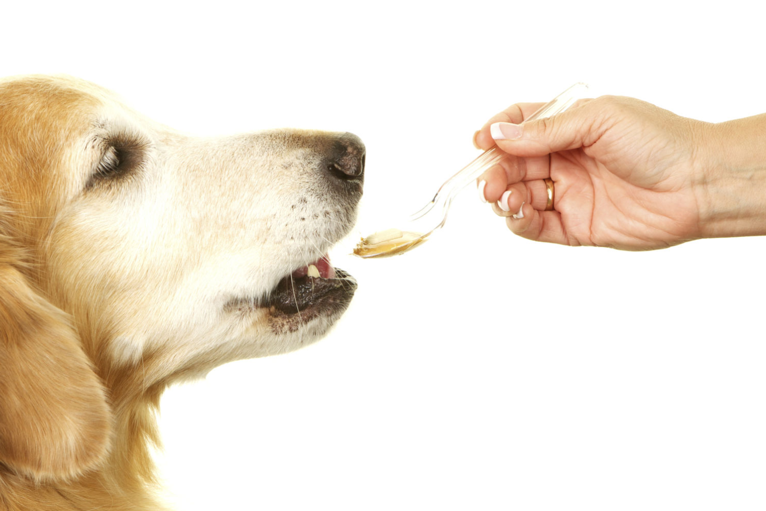 Why Your Dog Needs Antioxidants and How You Can Provide Them