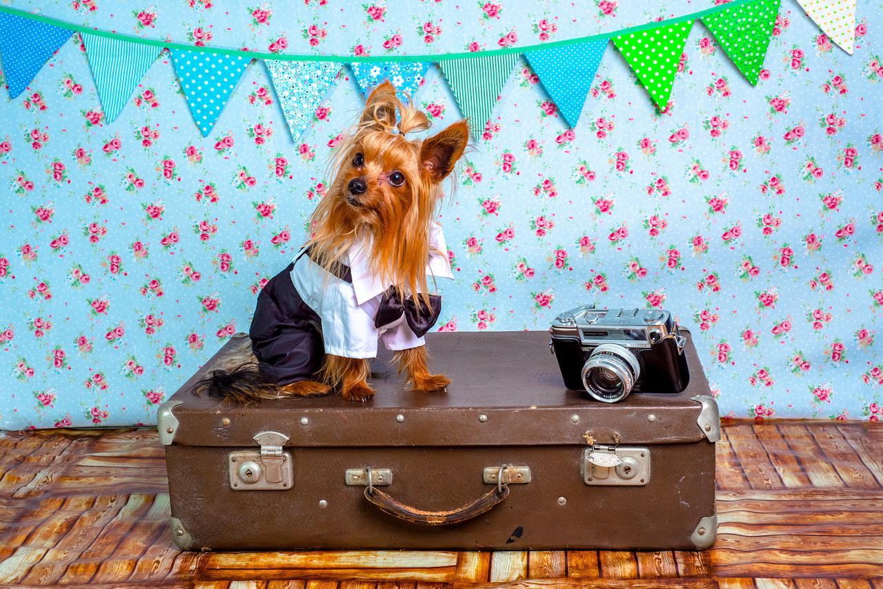 Pet Friendly Vacation Planning: Tips For A Stress-Free Trip With Your Furkid